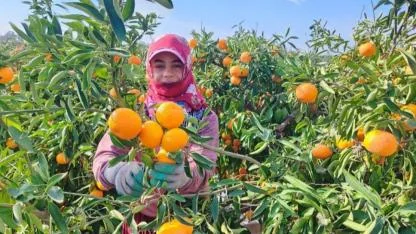 Mandalina tarlada 1-2 liraya kadar geriledi