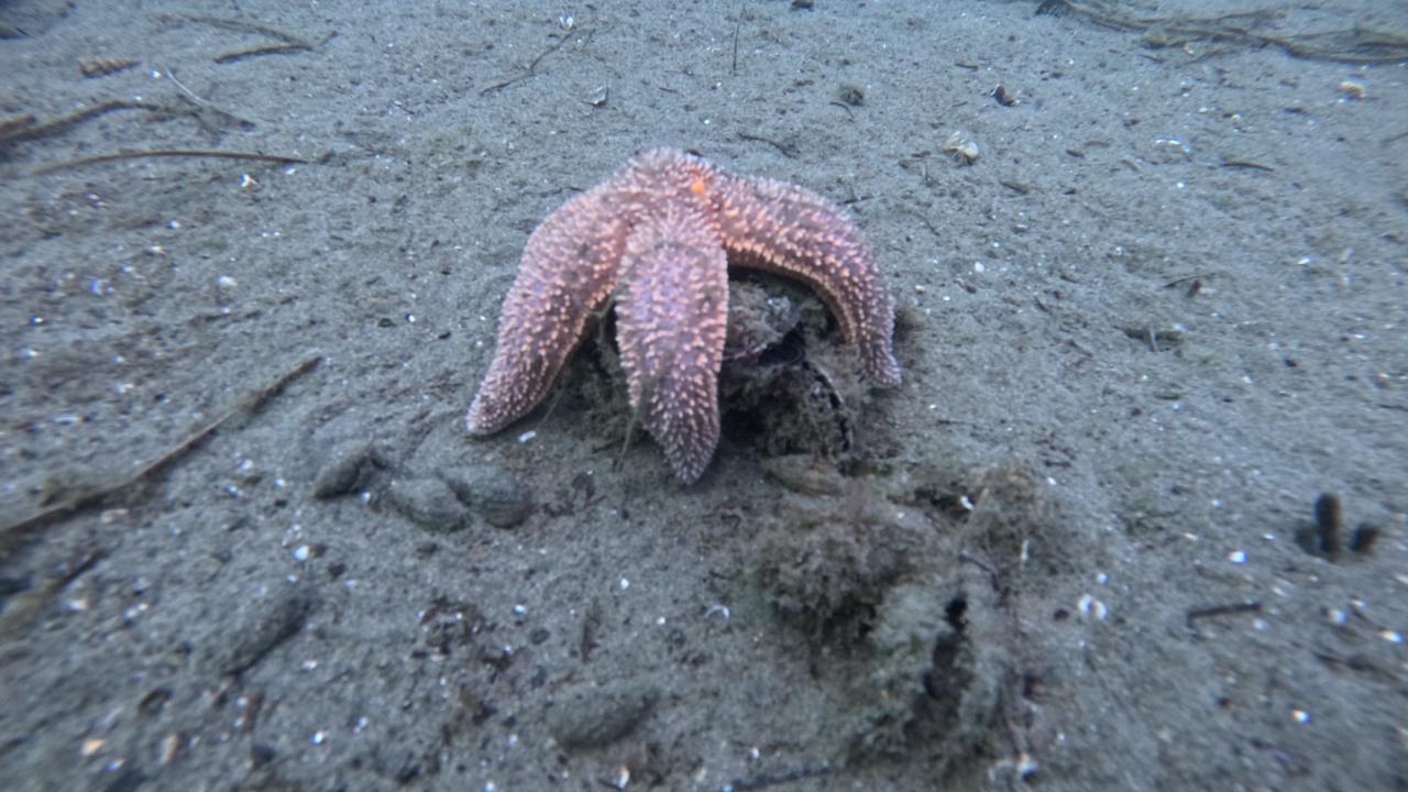 Marmara Denizi&#039;ne 30 noktada dalışla kirlilik belirlendi