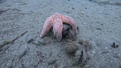 Marmara Denizi'ne 30 noktada dalışla kirlilik belirlendi