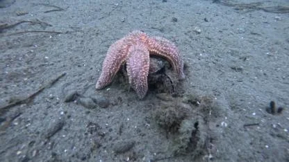 Marmara Denizi'ne 30 noktada dalışla kirlilik belirlendi