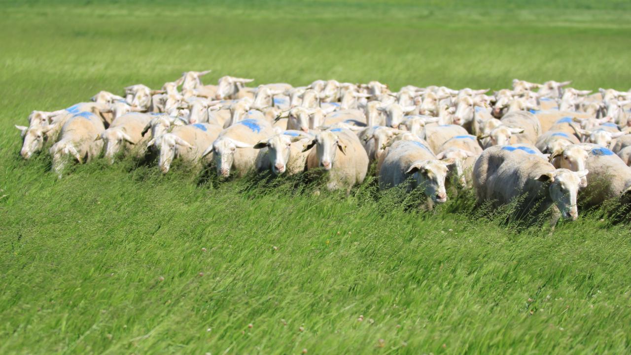 Meralarımızdaki ot miktarı Avrupa&#039;dakinin 8&#039;de biri kadar