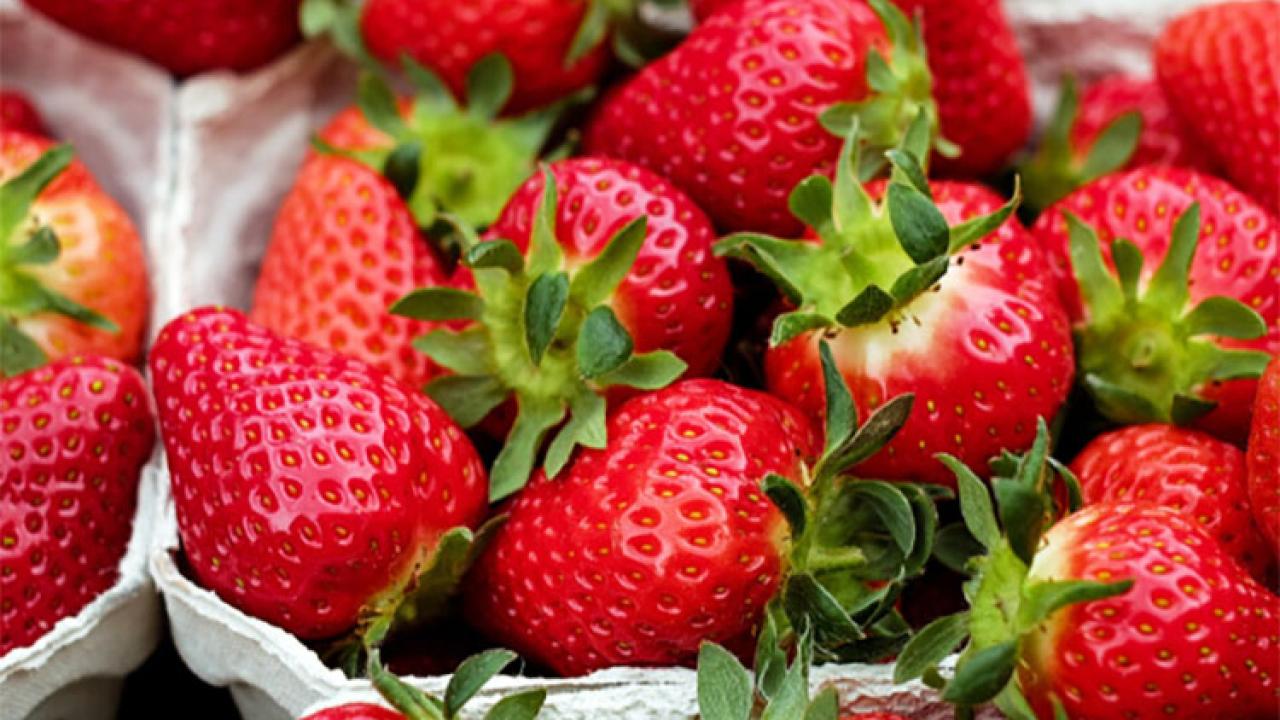 Osmangazi Beleiyesi lüzde 50 hibeli çilek fidesi dağıtacak