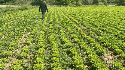 TARSİM'de parsel bazlı verim sigortası sistemine geçiliyor