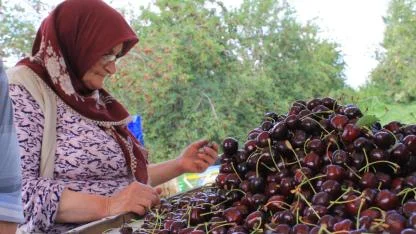 CHP'li Gürer: "Zirai don büyük yıkıma yol açtı"
