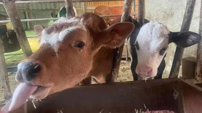 Muğla'da üreticilere tuz taşı desteği