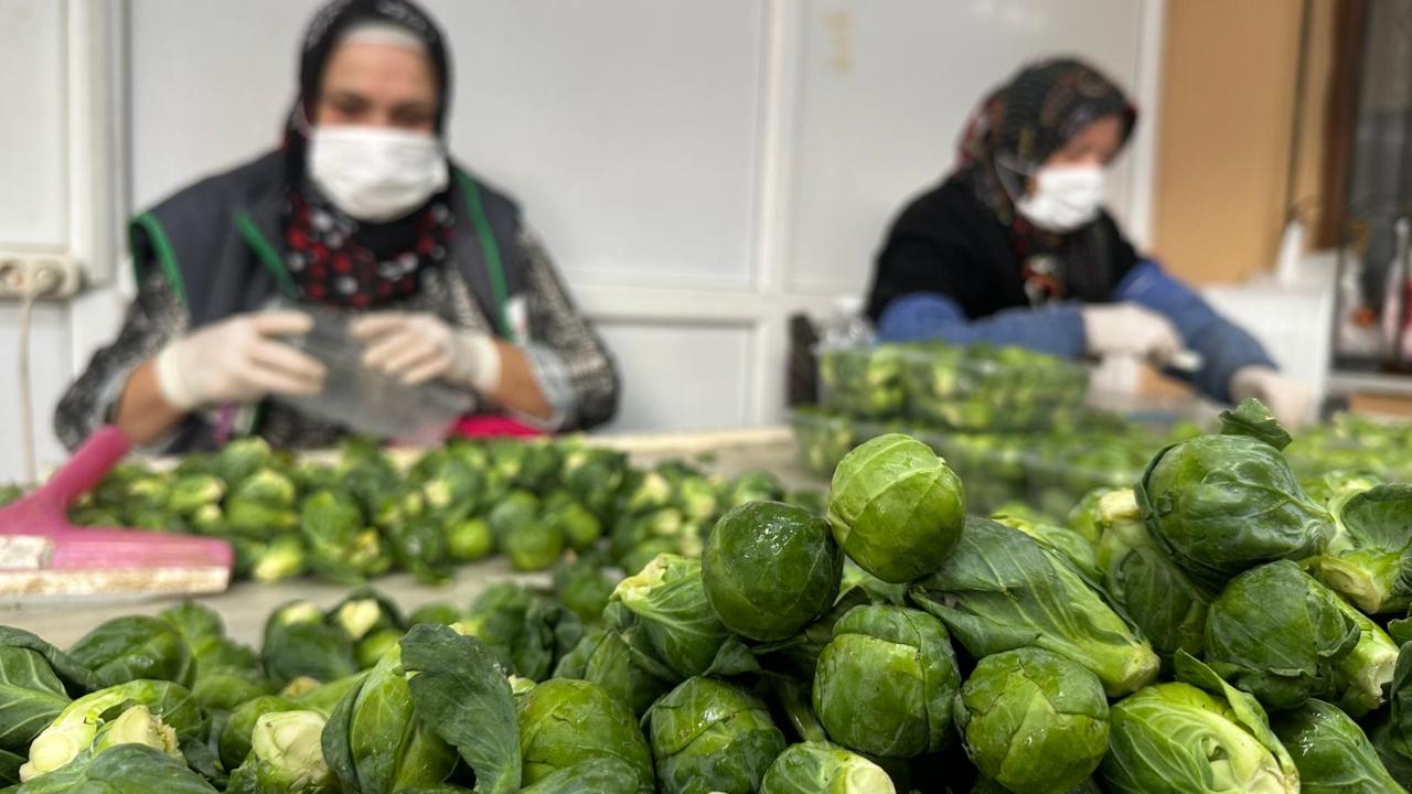 Rusya ve Hollanda lahanayı "Brüksel"den değil İznik'ten alıyor