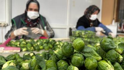 Rusya ve Hollanda, "Brüksel"den değil İznik'ten alıyor