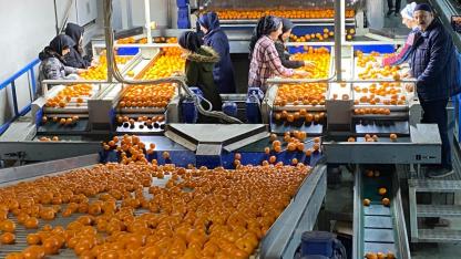 Rusya ve Irak da olmasa daha fazla mandalina dalında kalacak