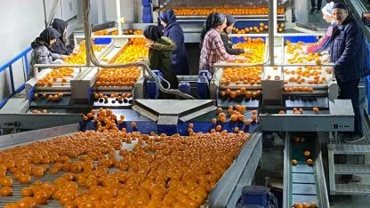 Rusya ve Irak da olmasa daha fazla mandalina dalında kalacak