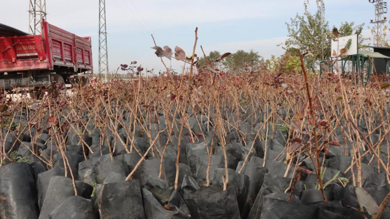 Şanlıurfa Büyükşehir 35 bin fıstık fidanı dağıttı