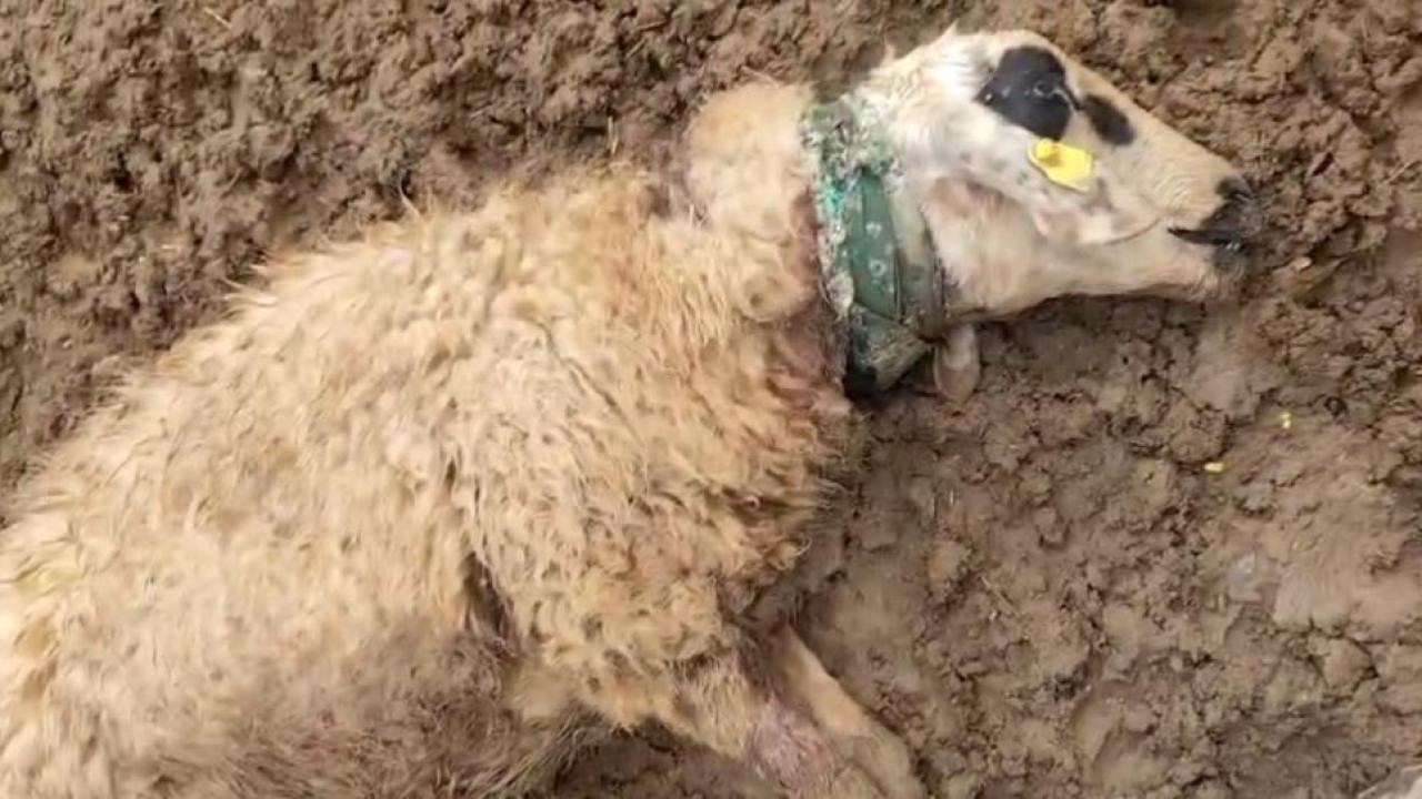 Şanlıurfa kırsalında kurt saldırısı: 18 koyun telef oldu