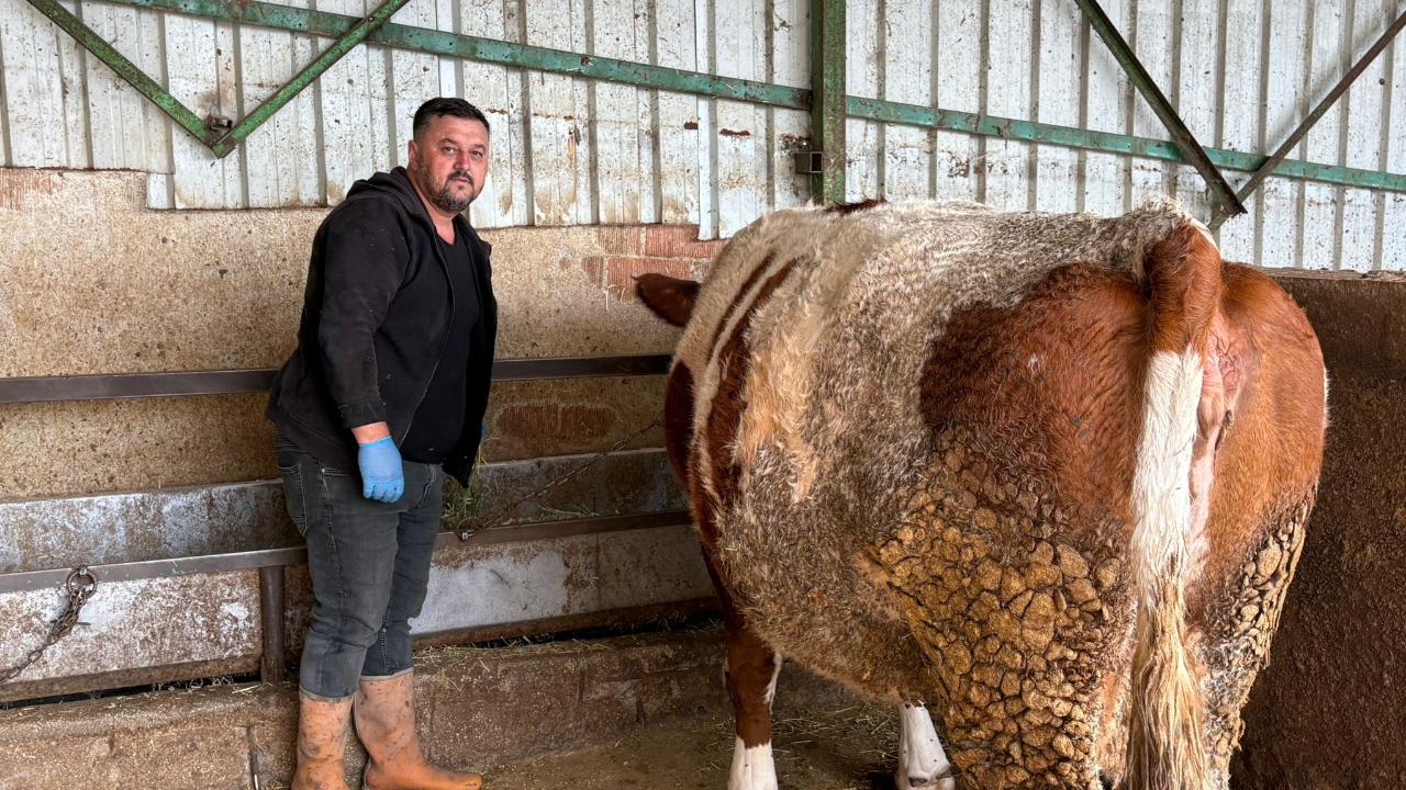 Şap hastalığı adeta enkaz bıraktı