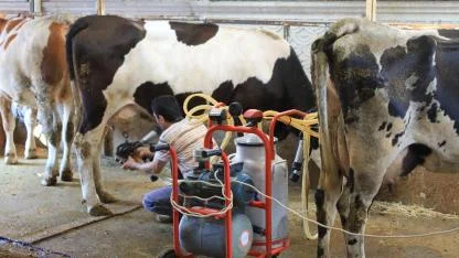 Şapın etkileri görülmeye başlandı süt üretimi düşüşte