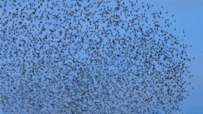 Sığırcıklardan “Murmurasyon" şöleni