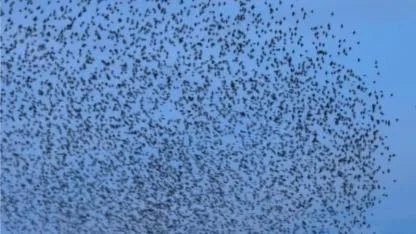 Sığırcıklardan “Murmurasyon" şöleni