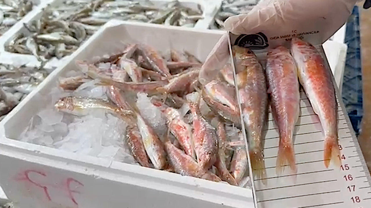 Su ürünleri avcılığına yönelik 177 bin denetim yapıldı