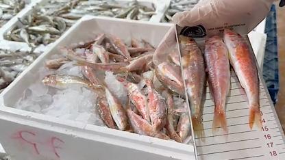 Su ürünleri avcılığına yönelik 177 bin denetim yapıldı