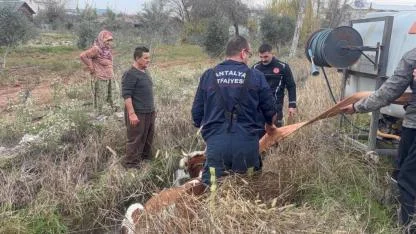 Sulama kanalına düşen inek güçlükle çıkarıldı