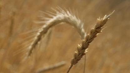 Tahıl ve meyve üretimi adeta çakıldı