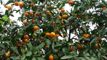 "Tarımda Balıkesir modeli" ve dalında kalan mandalinalar