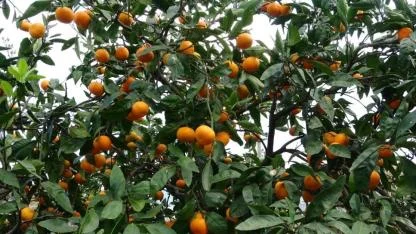 "Tarımda Balıkesir modeli" ve dalında kalan mandalinalar