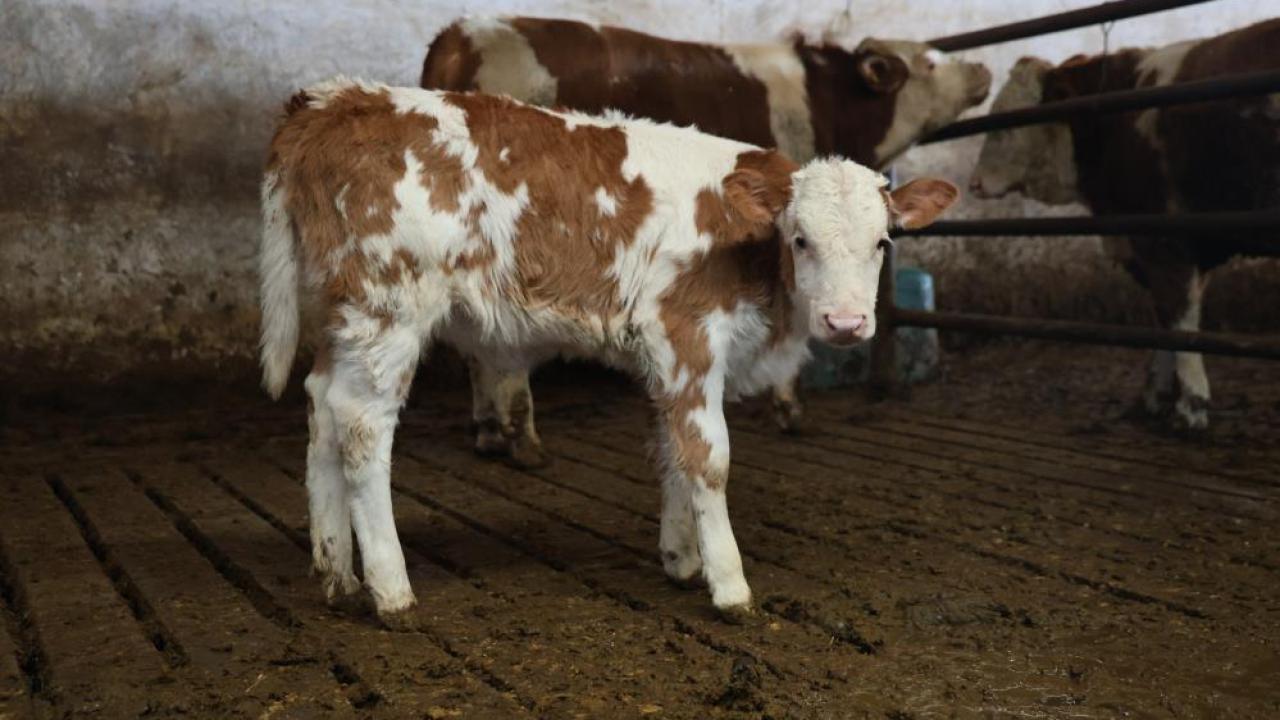 Tarımda hastalıklar veteriner harcamalarını yükseltti