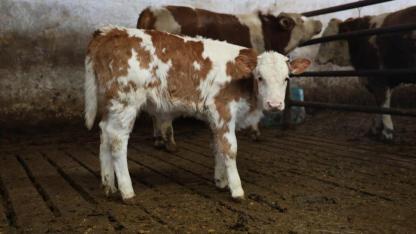 Tarımda hastalıklar veteriner harcamalarını yükseltti