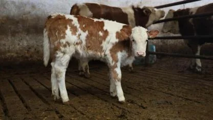 Tarımda hastalıklar veteriner harcamalarını yükseltti