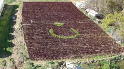 Tarlada 13 bin marulla Türk bayrağı deseni oluşturdular