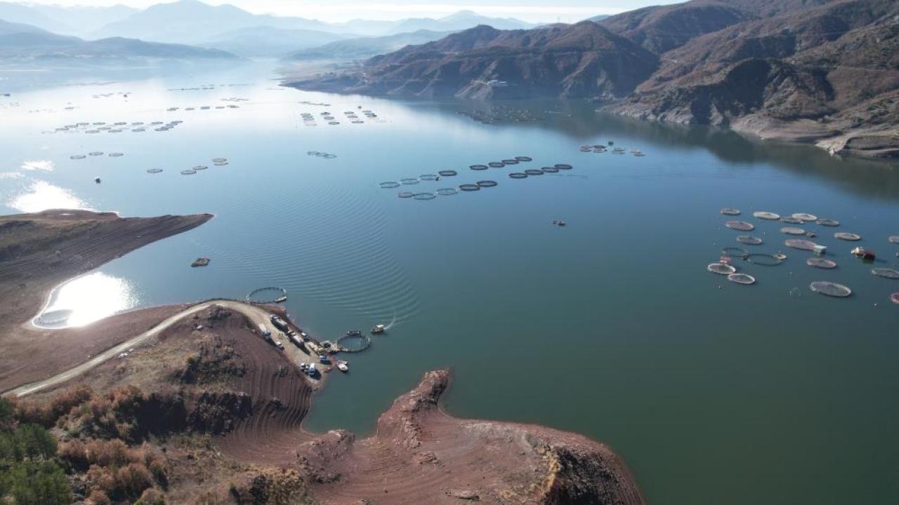 Tokat&#039;ta yetişiyor Karadeniz&#039;de büyüyor; Avrupa tüketiyor