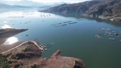 Tokat'ta yetişiyor Karadeniz'de büyüyor; Avrupa tüketiyor