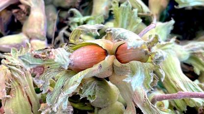 Trabzon'a bile satıyorlar; üretim desteği istiyorlar