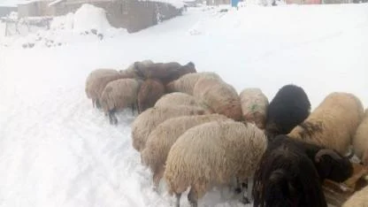 Türkiye'nin en yüksek köyünde kar meraları kapladı