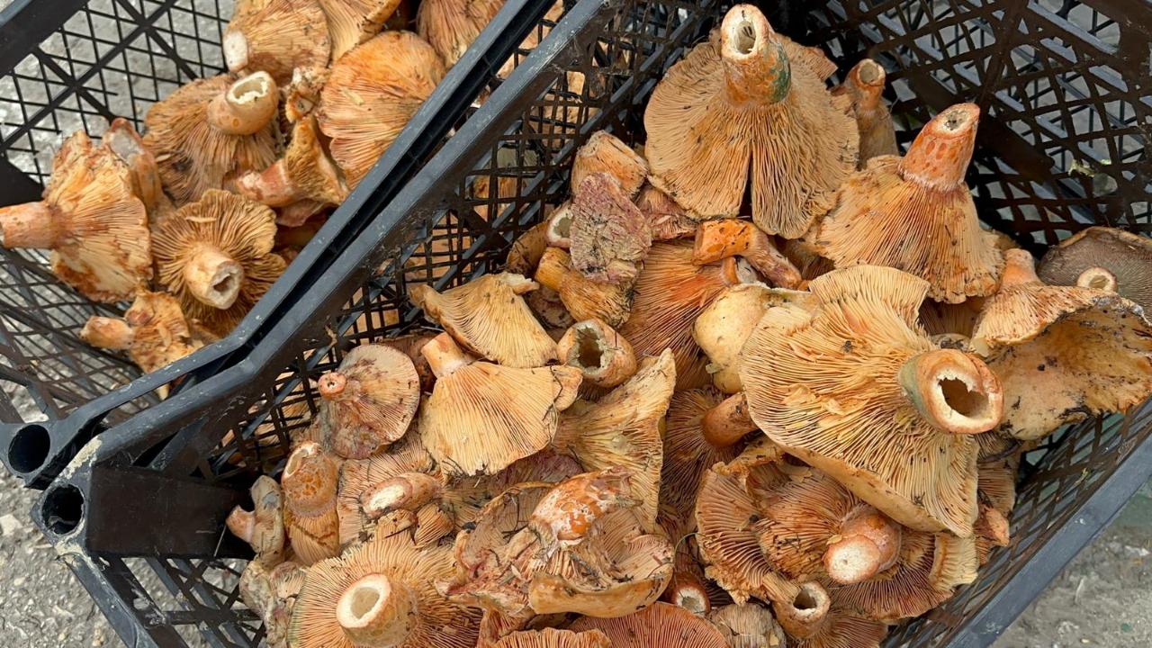 Yağmur yağdı fiyatı 300 liradan 100 liraya düştü