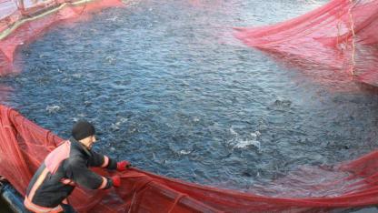 Yozgat'tan Rusya ve Japonya sofralarına "Gökkuşağı" serüveni