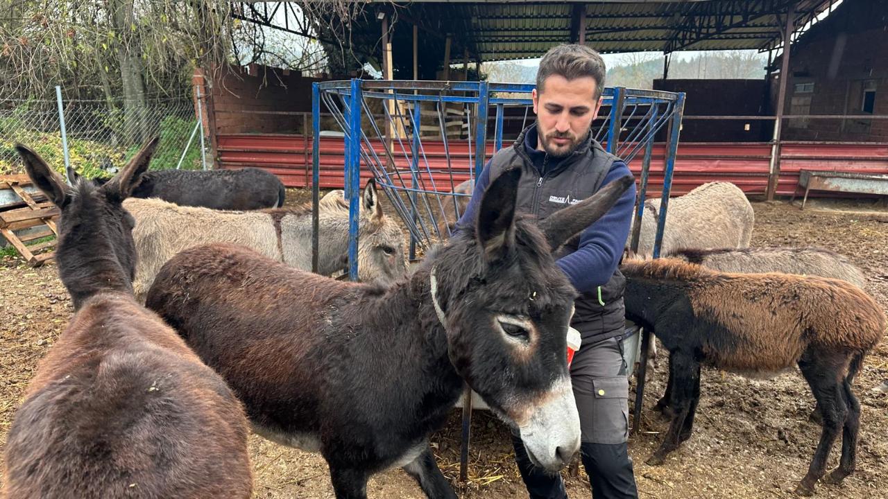 Yük hayvanıydı şifa hayvan oldu