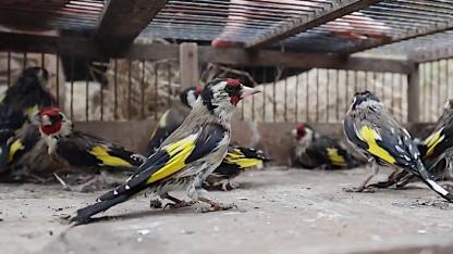 400 saka kuşu özgürlüğe kanat çırptı