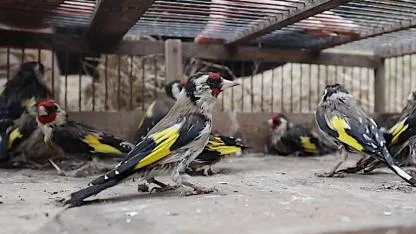 400 saka kuşu özgürlüğe kanat çırptı