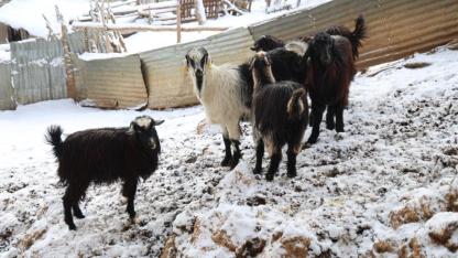 Adanalı besiciler sürülere saldıran kurtalara çözüm istiyor