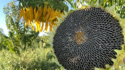 Afyonkarahisar'da çerezlik ayçiçeği tohumu desteği yapılacak