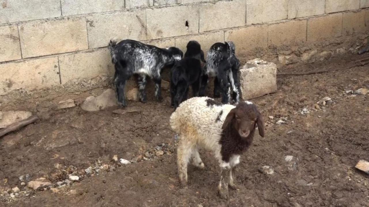 Annesinin kabul etmediği kuzu 2 oğlakla süt kardeş oldu