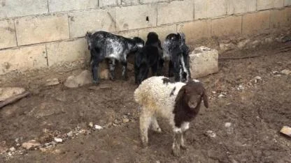 Annesinin kabul etmediği kuzu 2 oğlakla süt kardeş oldu