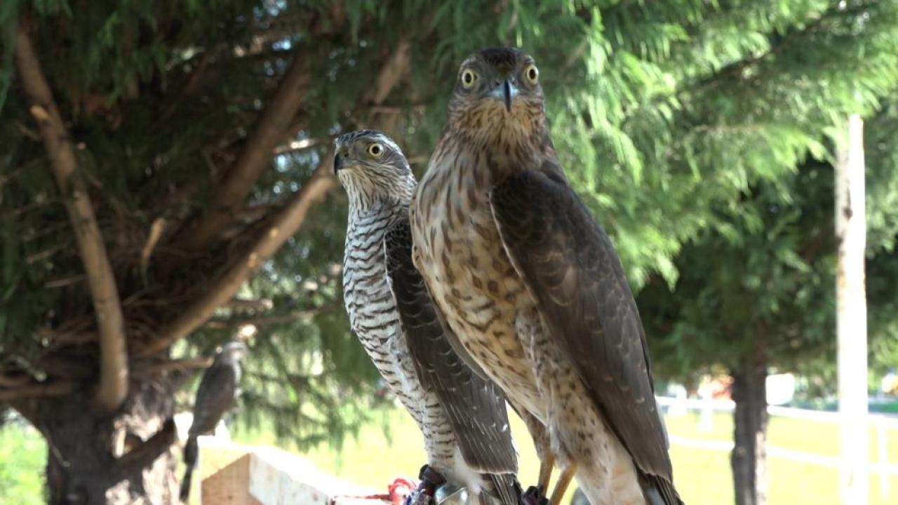 Arsızını bulup bir hafta eğitim veriyorlar sonra hadi ava