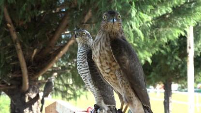 Arsızını bulup bir hafta eğitim veriyorlar sonra hadi ava