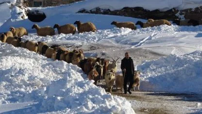 Bir metreyi aşan karda hayvancılık yapıyorlar