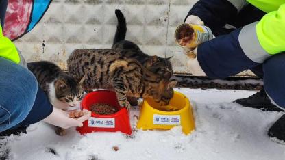 Bursa Büyükşehir, sokak hayvanlarını yalnız bırakmadı