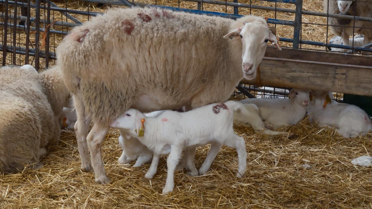 Bursa'da küçükbaşa yönelik önemli bir proje hayata geçiyor