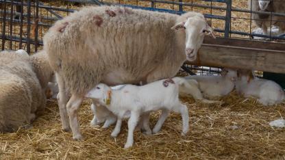 Bursa'da küçükbaşa yönelik önemli bir proje hayata geçiyor
