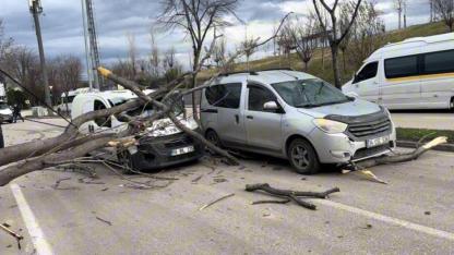 Bursa'da şiddetli lodos ağaçları devirdi