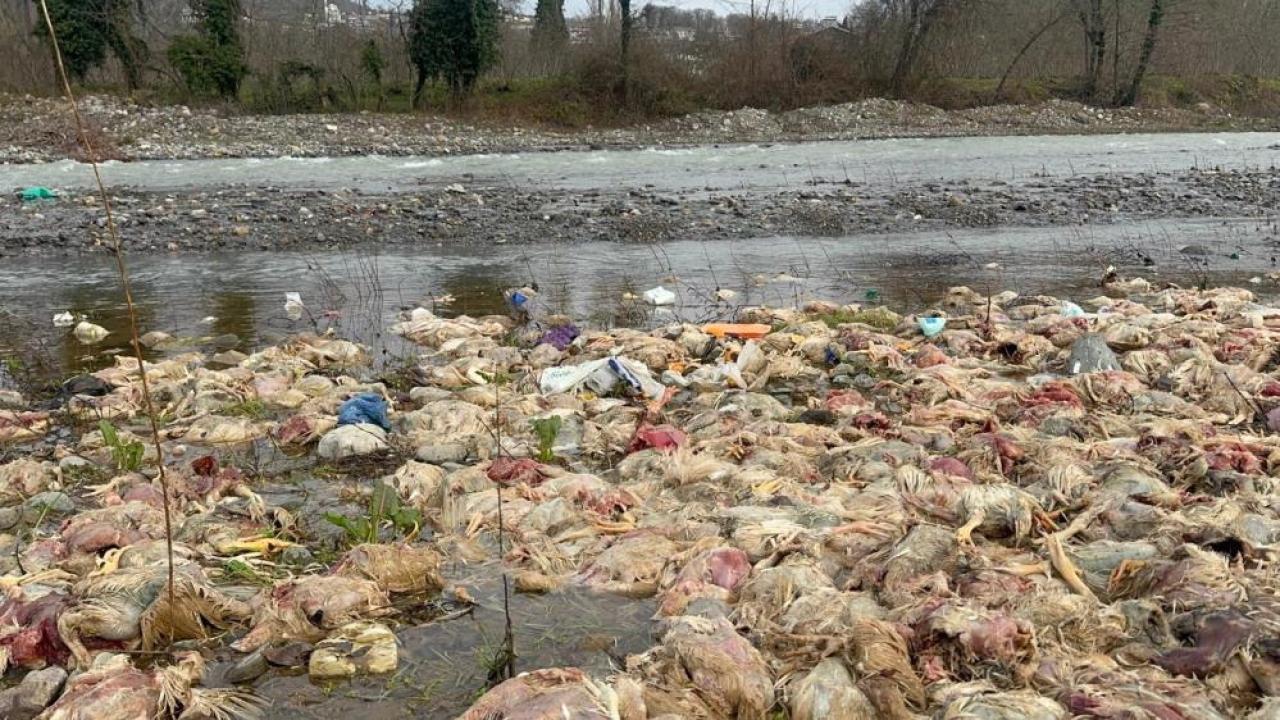 Çay yatağına atılmış onlarca tavuk ölüsü endişe yarattı